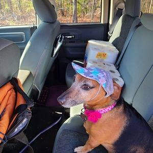 🎟️3x$10🎟️ New Baseball cap for dogs, size L